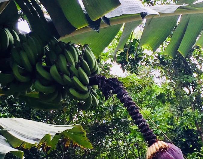 Bamboo Groove Hostel na Vila de Itamambuca em Ubatuba