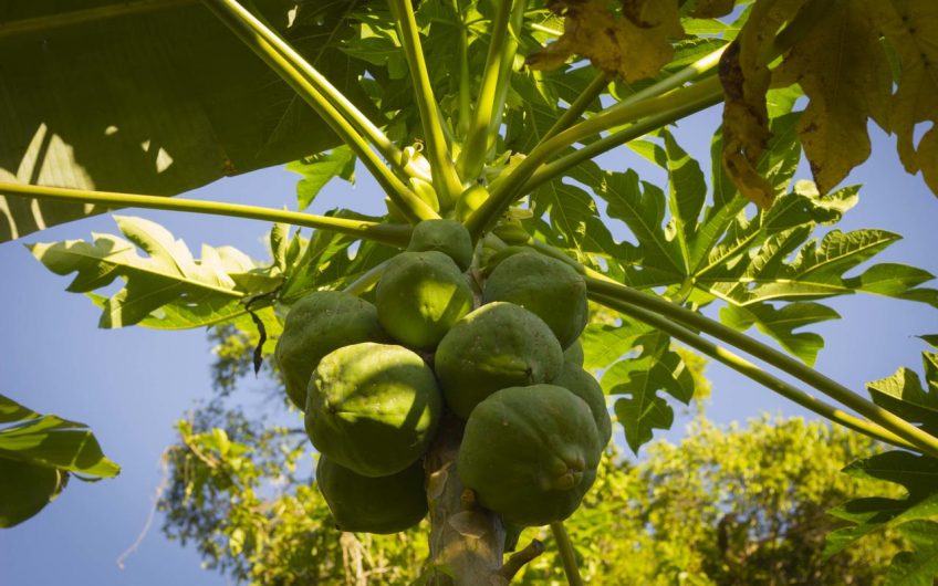 Haleiwa Chalés e Suítes na Praia do Prumirim em Ubatuba