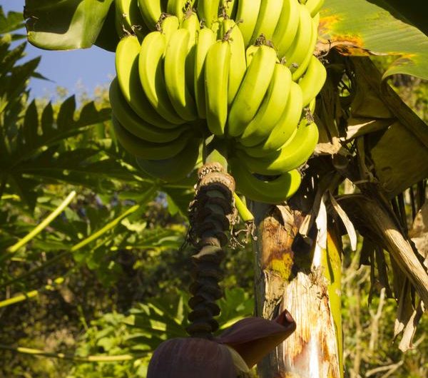 Haleiwa Chalés e Suítes na Praia do Prumirim em Ubatuba