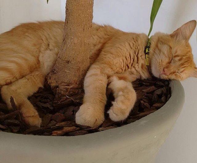 Pousada Vovôzinho na Praia Grande em Ubatuba